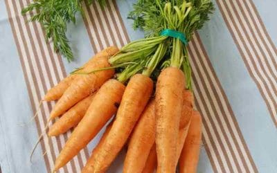 Tartinade de fanes de carottes
