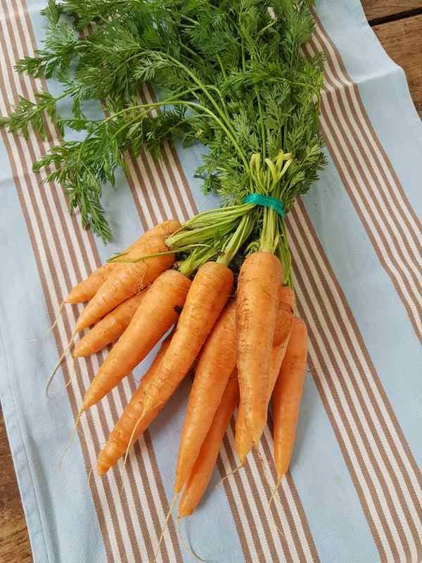 Recette tartinade aux fanes de carotte Ma Bulle Naturo