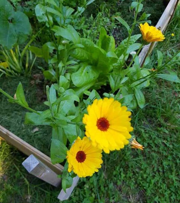 Fabriquer son huile et son baume au calendula